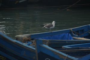 mhtpcakmak_141880410475